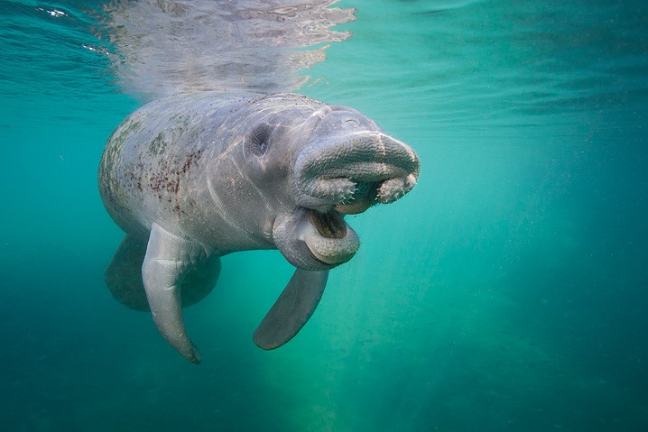 Karibik-Manati Trichechus manatus West Indian Manatee